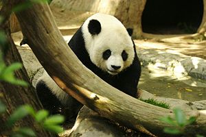 300px-Lightmatter_panda.jpg