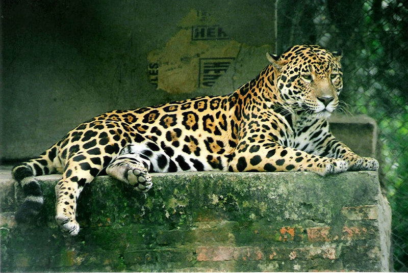 800px-Panthera_onca.jpg