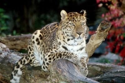 gepard nebo co.jpg