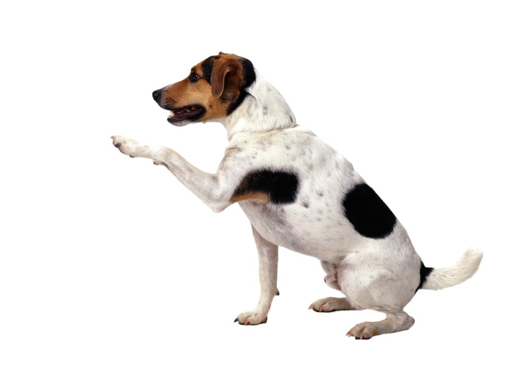 dog18.jpg